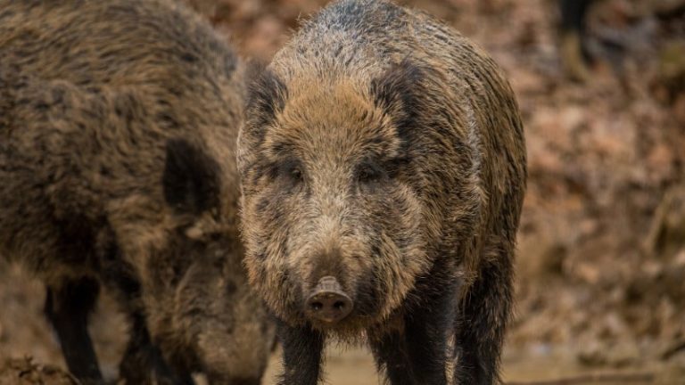 Vabe za divje svinje so na voljo v različnih vrstah
