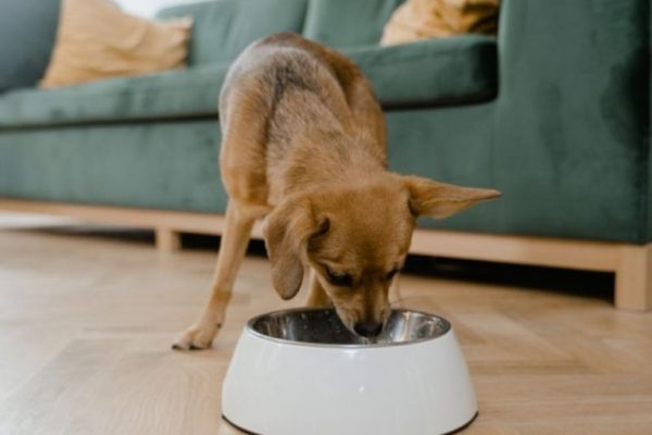 Hladno stiskana hrana za pse je primerna hrana za pse vseh starosti in pasem