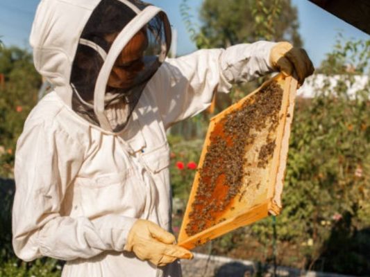 čebelarstvo