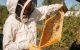Čebelarstvo je starejše, kot si morda mislite