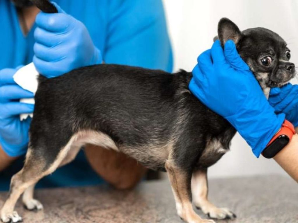 kako očistiti analke pri psu pri veterinarju